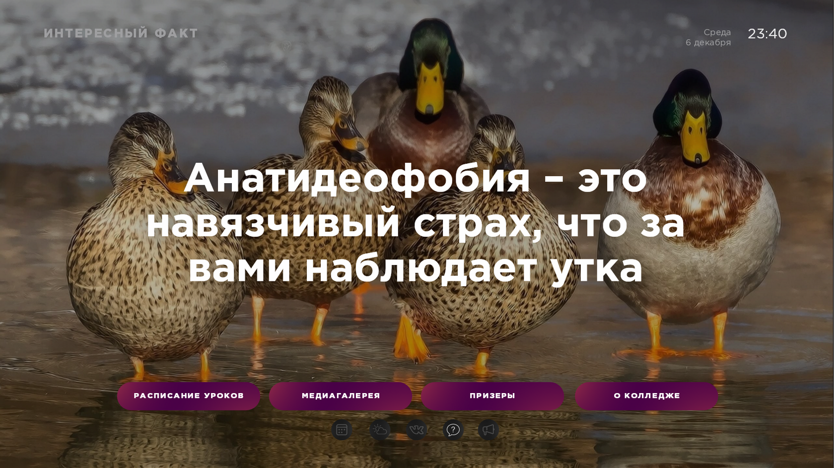 Примеры цифрового контента для экранов от SpinetiX